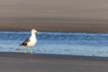 Lesser black-backed gull (Larus fuscus) on the beach on Juist, East Frisian Islands, Germany.