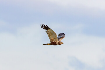 Obraz premium Western marsh harrier (Circus aeruginosus) in flight over Juist, East Frisian Islands, Germany.