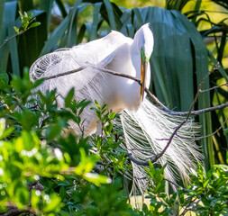 Great egret building a nest