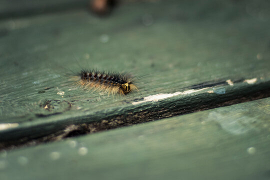 Close-up of caterpillar on wooden table