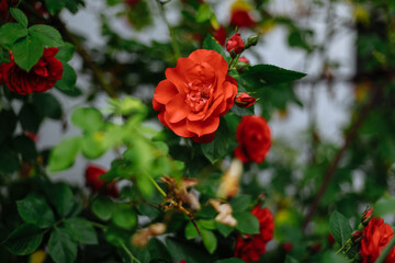 Flowering bushes and trees on a sunny day