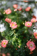 Flowering bushes and trees on a sunny day