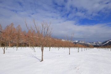 メタセコイア並木のなごり雪