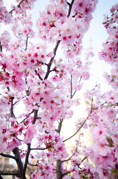 Close-up of cherry blossom on tree