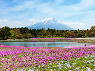 満開の芝桜と富士山