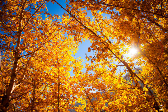 Low angle view of autumn trees against sky on sunny day