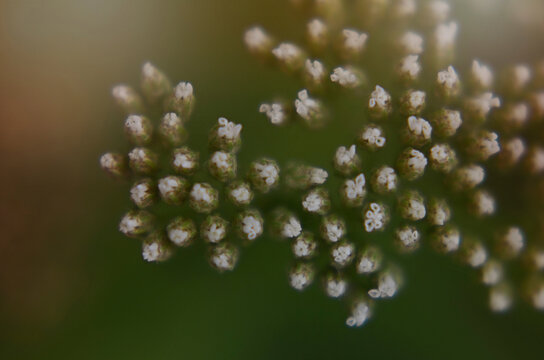 Close-up of flower buds