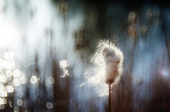 Close-up of cattail