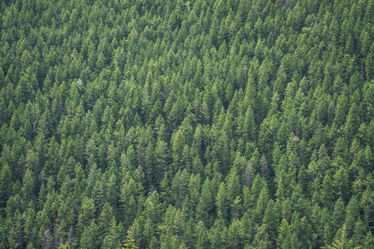 High angle view of pine trees growing in forest