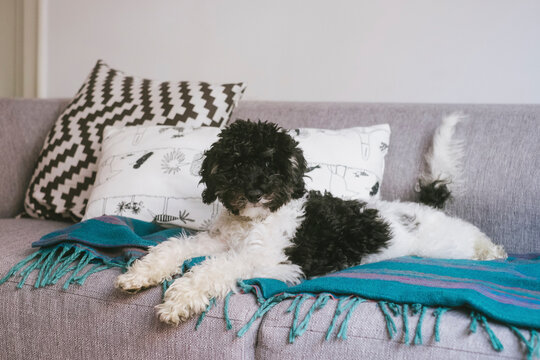 Portrait of dog sitting on sofa at home