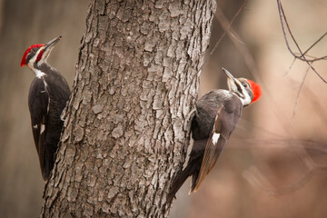 Close-up of pileated woodpeckers on tree trunk