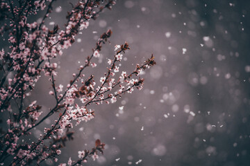 Close-up of flowers during snow fall