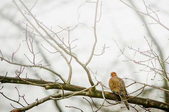 Close-up of dove perching on branch - Powered by Adobe