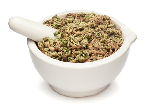 Closeup of Dry Sanjivini Booti (Selaginella bryopteris) leaves, in white ceramic mortar and pestle, isolated on white background.