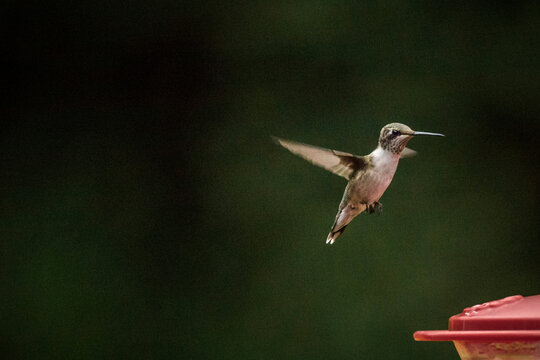 Hummingbird flying over birdfeeder at park