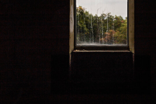 Trees seen through window