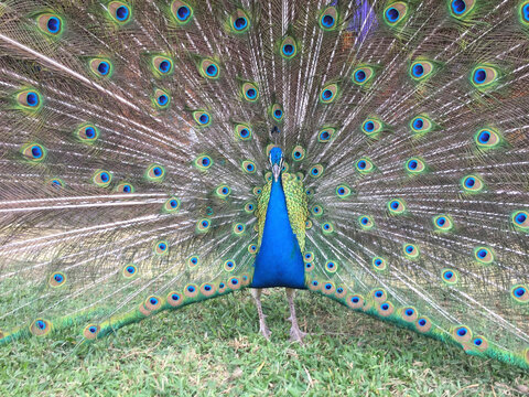 Close-up of peacock standing on field