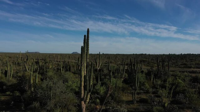 Flying around high cactus in desert in Mexico. Drone view of desert area with cactuses