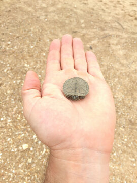 Cropped hand of man with small turtle