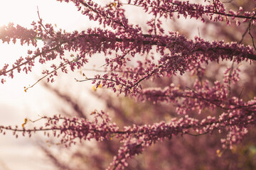 Close-up of flowering trees