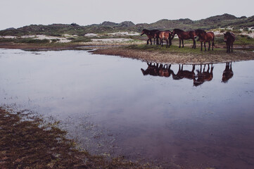 Horses on field by calm lake against clear sky
