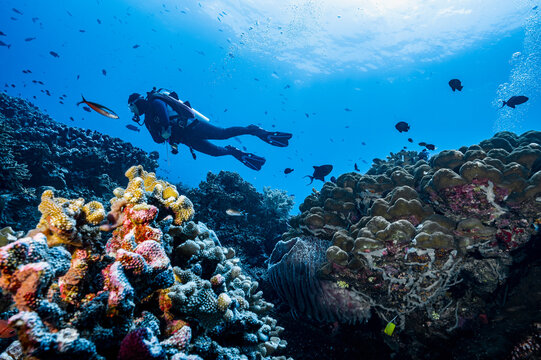 Diver exploring a reef at Banda Sea / Indonesia