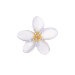Plumeria isolated on white background. Exotic flowers for textile, card, wedding.