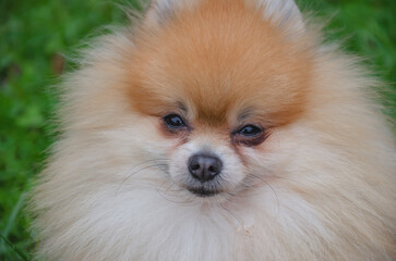 red spitz portrait, small dog