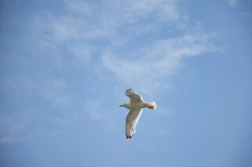 a seagull flies in the blue sky