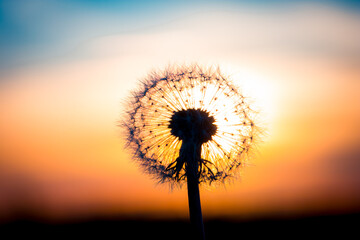 Dandelion flower with sunset