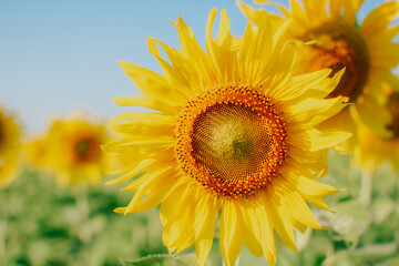 Beautiful blooming sunflower on a sunny day with a natural background. Selective focus. 
