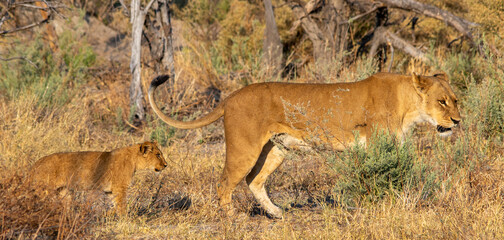 Lioness and cub walking in the wilderness 