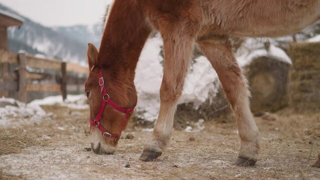 Brown horse with pink snaffle on head eats hay near stable in Gorny Altai. Domestic animal grazes at farm in highland on cold winter day closeup