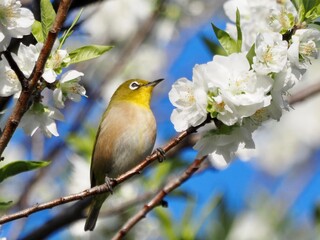 メジロと桜