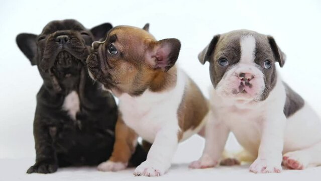 three little cute multicolored french bulldog puppies kissing. dogs playing together on white background. love and gentle kiss dog. funny pets concept.