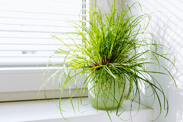 grass for cats