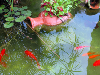 Small garden pond with red fish and clay jug, many decorative evergreens