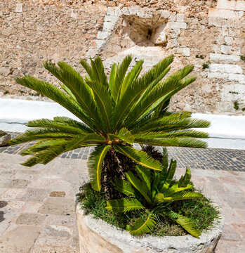 Japanischer Sagopalmfarn, Cycas revoluta,  Franziskanerinnenkloster, Monte del Toro, 357 m, Es Mercadal, Menorca, Balearen, Spanien, Europa