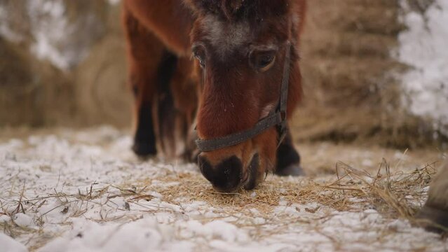 Brown horse with snaffle eats fresh hay scattered on snow
