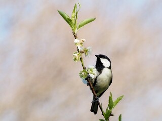 シジュウカラとさくら