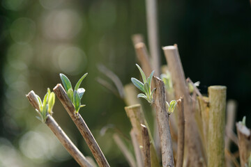 Pruned branches of a butterfly bush or Buddleja davidii growing fresh new leaves in early spring. Garden plant care, pruned tree budding	