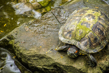 turtle on the ground