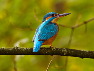 Eisvogel