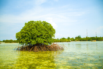 mangrove tree in the sea - obrazy, fototapety, plakaty