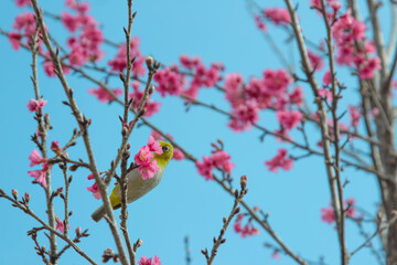 Cherry trees in full bloom on a tree-lined avenue and bird eat nectar from pollen with a sky in the spring background.