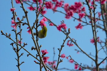 Cherry trees in full bloom on a tree-lined avenue and bird eat nectar from pollen with a sky in the spring background.