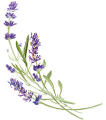 Watercolor lavender flower illustration. Farmhouse vintage style. Rusty iron pitcher, watering can, wheel. Provence hand painted set for print, sticker, scrapbooking, rustic wedding design