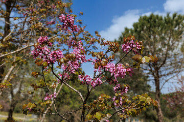 Almond blossom in Israel begins after the Jewish holiday of  - the new year of trees