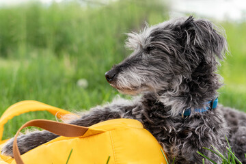 mixed breed dog bedlington terrier or bedlington whippet gray fluffy senior dog resting on green...