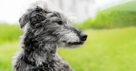 portrait of mixed breed dog bedlington terrier or bedlington whippet gray fluffy senior dog resting on green grass pets adoption care and walking dog pet love copy space